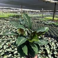 Potted green plant in a nursery with rows of seedlings and shade netting in the background