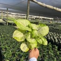 Hand holding a green leafy plant in a shaded greenhouse nursery.