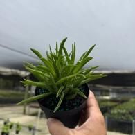 Hand holding a small potted succulent plant in a greenhouse