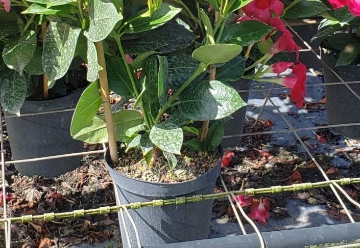 Potted red flowering plants in a greenhouse nursery, with green leaves and support strings