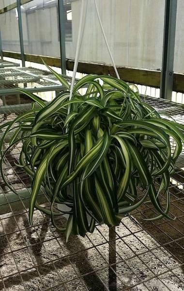 Hanging spider plant with long green-and-white striped leaves in a greenhouse