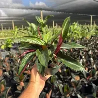 Hand holding a variegated red and green plant in a greenhouse nursery with rows of potted plants
