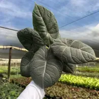 Large dark green leaf held up in a gloved hand over a field under a cloudy sky