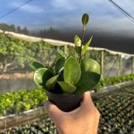 Hand holding a small potted green plant in a greenhouse nursery