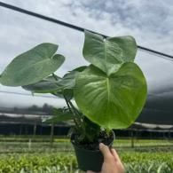 Hand holding a potted green heart-shaped leaf plant in a nursery greenhouse