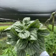Close-up of a leafy green plant with variegated leaves growing in a greenhouse