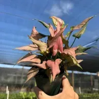 Hand holding a pink-and-green variegated plant in a pot against a blue sky