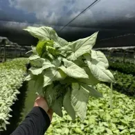 Hand holding a bunch of large green leaves in a covered crop field