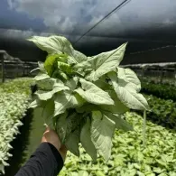 Hand holding a bunch of large green leaves in a greenhouse or garden nursery