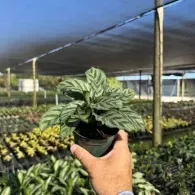 Hand holding a small potted plant in a shaded greenhouse nursery