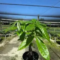 Young potted tree with glossy green leaves in a shaded nursery greenhouse