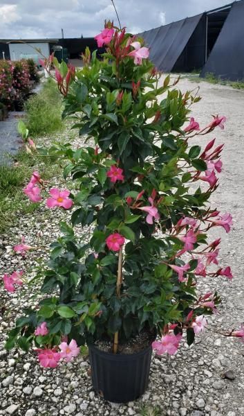 Potted camellia shrub with pink flowers and glossy green leaves in a nursery gravel area
