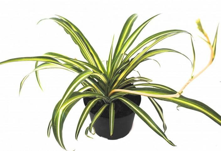 Potted spider plant with long green-and-cream striped leaves on a white background
