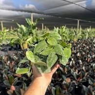 Hand holding a small potted plant with green leaves in a shaded greenhouse nursery