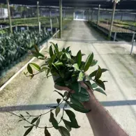 Hand holding a leafy green plant in a greenhouse aisle with rows of crops on both sides