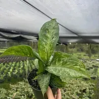 Hand holding a variegated green potted plant in a greenhouse nursery