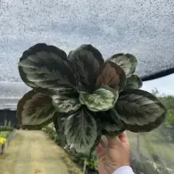 Hand holding a variegated green and burgundy plant in front of a greenhouse tunnel