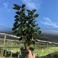 Hand holding a potted leafy plant in a greenhouse under a blue sky