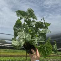 Hand holding a variegated green houseplant against a cloudy sky and greenhouse backdrop