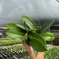 Hand holding a small green potted plant in a nursery greenhouse