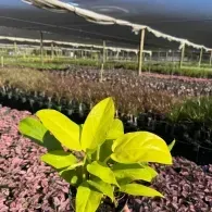 Young green plant in a greenhouse surrounded by rows of potted flowers under shade cloth
