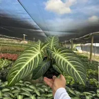 Hand holding a large green striped houseplant in a greenhouse nursery