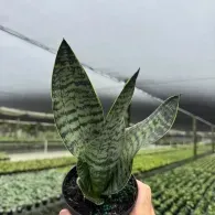 Hand holding a potted snake plant in a greenhouse with rows of plants behind it