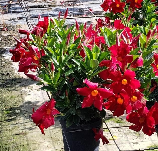 Potted red flowering vine with green leaves outdoors in a nursery