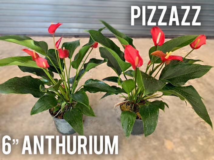 Two potted red anthurium plants with green leaves, labeled “PIZZAZZ 6” ANTHURIUM.”