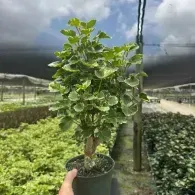 Hand holding a potted variegated topiary plant in a greenhouse nursery