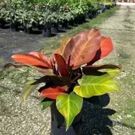 Red and green tropical plant in a black pot on a sunny outdoor nursery path