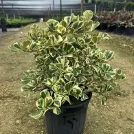 Variegated potted shrub with green and cream leaves in a nursery greenhouse