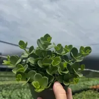 Hand holding a small green leafy plant against an overcast field and sky