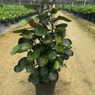 Potted green leafy plant centered in a nursery aisle with rows of plants in the background