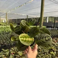 Hand holding a variegated prayer plant in a greenhouse nursery