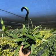 Hand holding a potted green plant with curled leaves under shade netting in a nursery