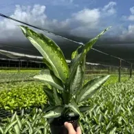 Hand holding a variegated snake plant in a greenhouse with rows of crops and cloudy sky.