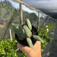 Hand holding a cluster of fuzzy green cactus fruits in a greenhouse orchard