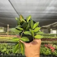 Hand holding a bunch of green leaves in a nursery under shade netting