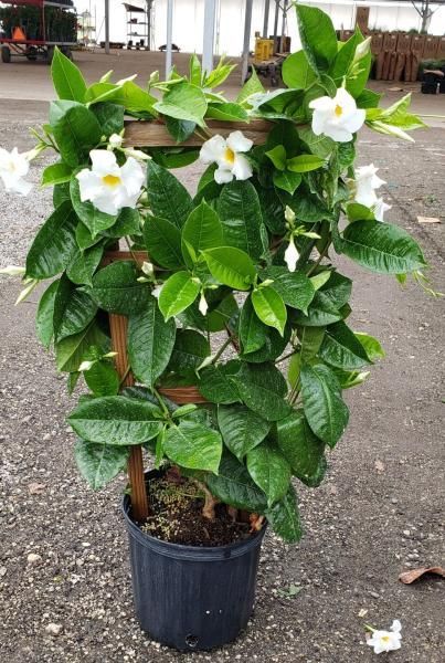 Potted flowering vine with white blooms and glossy green leaves outdoors