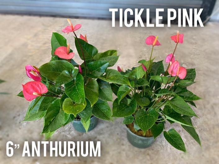 Two potted pink anthurium plants with green leaves, labeled “TICKLE PINK 6” ANTHURIUM”