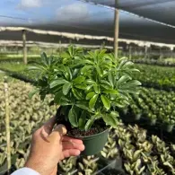 Hand holding a small potted green plant in a nursery with rows of seedlings and shade netting