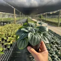 Hand holding a small potted green plant in a greenhouse nursery