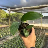 Hand holding a small potted plant with green leaves in a greenhouse nursery
