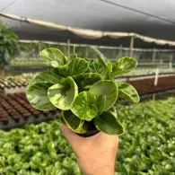 Hand holding a small variegated green plant in a greenhouse nursery