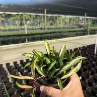 Hand holding a small variegated plant in a nursery with rows of potted seedlings and shade netting