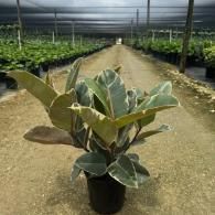 Potted rubber plant centered in a greenhouse aisle with rows of plants on both sides
