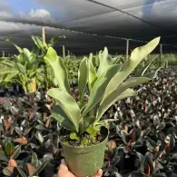 Handheld potted green tropical plant in a nursery with rows of dark-leaved plants behind it