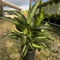 Variegated green potted plant in a black nursery pot outdoors in sunlight