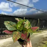 Hand holding a variegated green, pink, and red plant outdoors under a cloudy sky